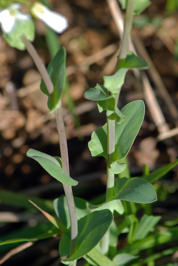 Microthlaspi perfoliatum (=Thlaspi perfoliatum ) / Erba storna perfogliata